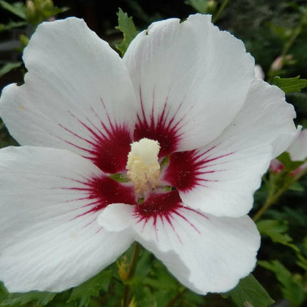 Giant Hibiscus Flower Seeds - Seed World