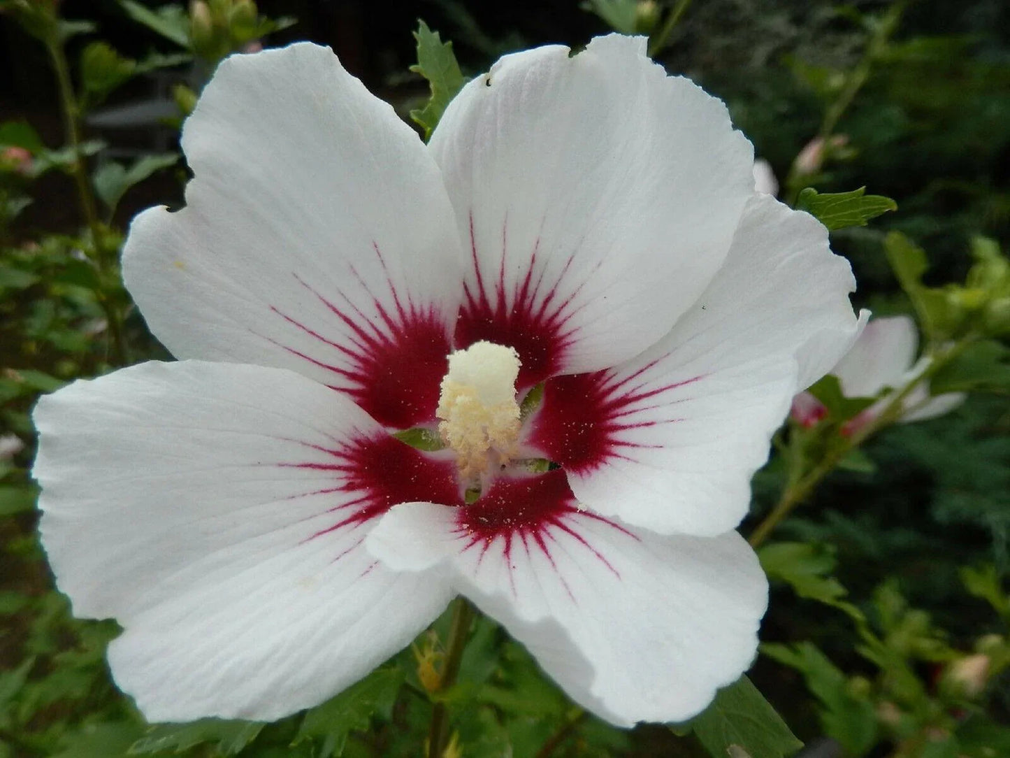 Giant Hibiscus Flower Seeds - Seed World