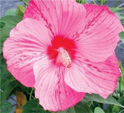 Giant Hibiscus Flower Seeds - Seed World