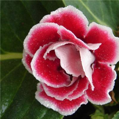 Giant Hibiscus Flower Seeds - Seed World