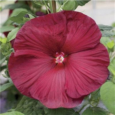 Giant Hibiscus Flower Seeds - Seed World