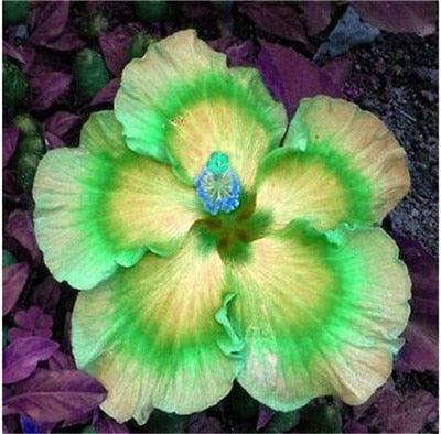 Giant Hibiscus Flower Seeds - Seed World