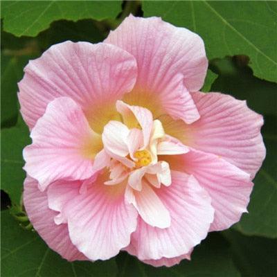 Giant Hibiscus Flower Seeds - Seed World