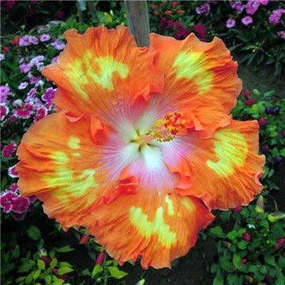Giant Hibiscus Flower Seeds - Seed World