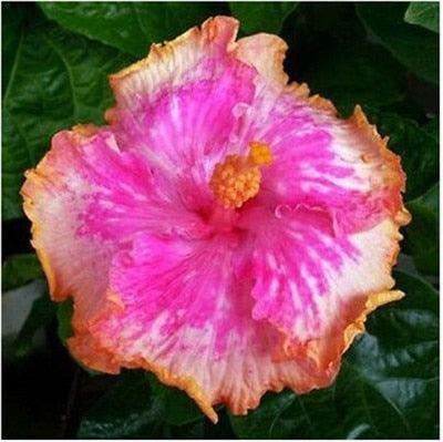 Giant Hibiscus Flower Seeds - Seed World