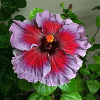 Giant Hibiscus Flower Seeds - Seed World