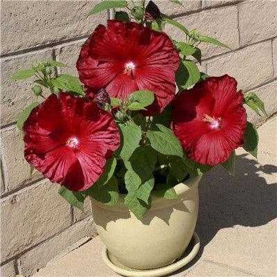 Giant Hibiscus Flower Seeds - Seed World
