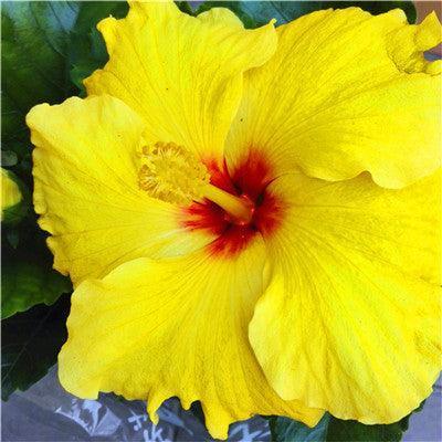 Giant Hibiscus Flower Seeds - Seed World