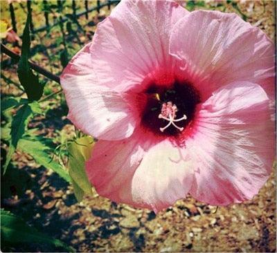 Giant Hibiscus Flower Seeds - Seed World