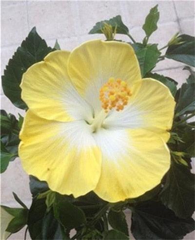 Giant Hibiscus Flower Seeds - Seed World