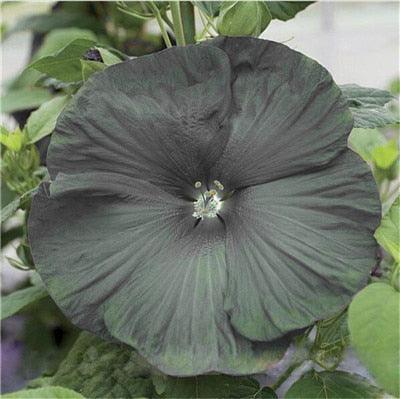 Giant Hibiscus Flower Seeds - Seed World