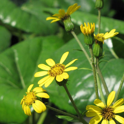 Giant Leopard Plant Seeds – 10 Farfugium Japonicum Seeds - Seed World