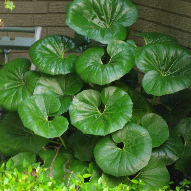 Giant Leopard Plant Seeds – 10 Farfugium Japonicum Seeds - Seed World