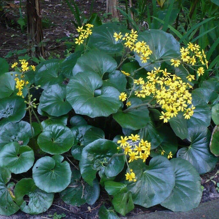 Giant Leopard Plant Seeds – 10 Farfugium Japonicum Seeds - Seed World