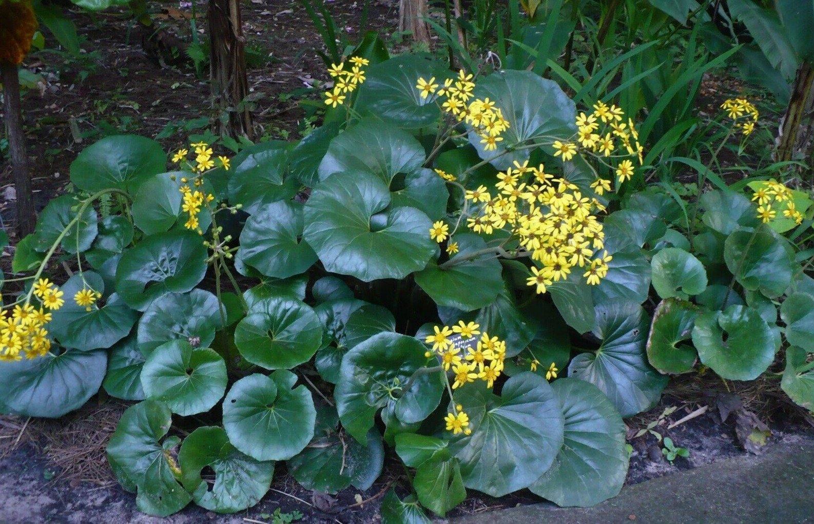 Giant Leopard Plant Seeds – 10 Farfugium Japonicum Seeds - Seed World