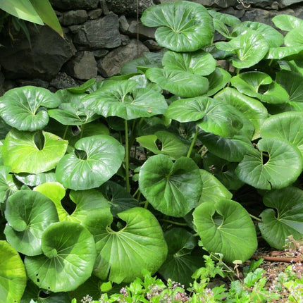 Giant Leopard Plant Seeds – 10 Farfugium Japonicum Seeds - Seed World