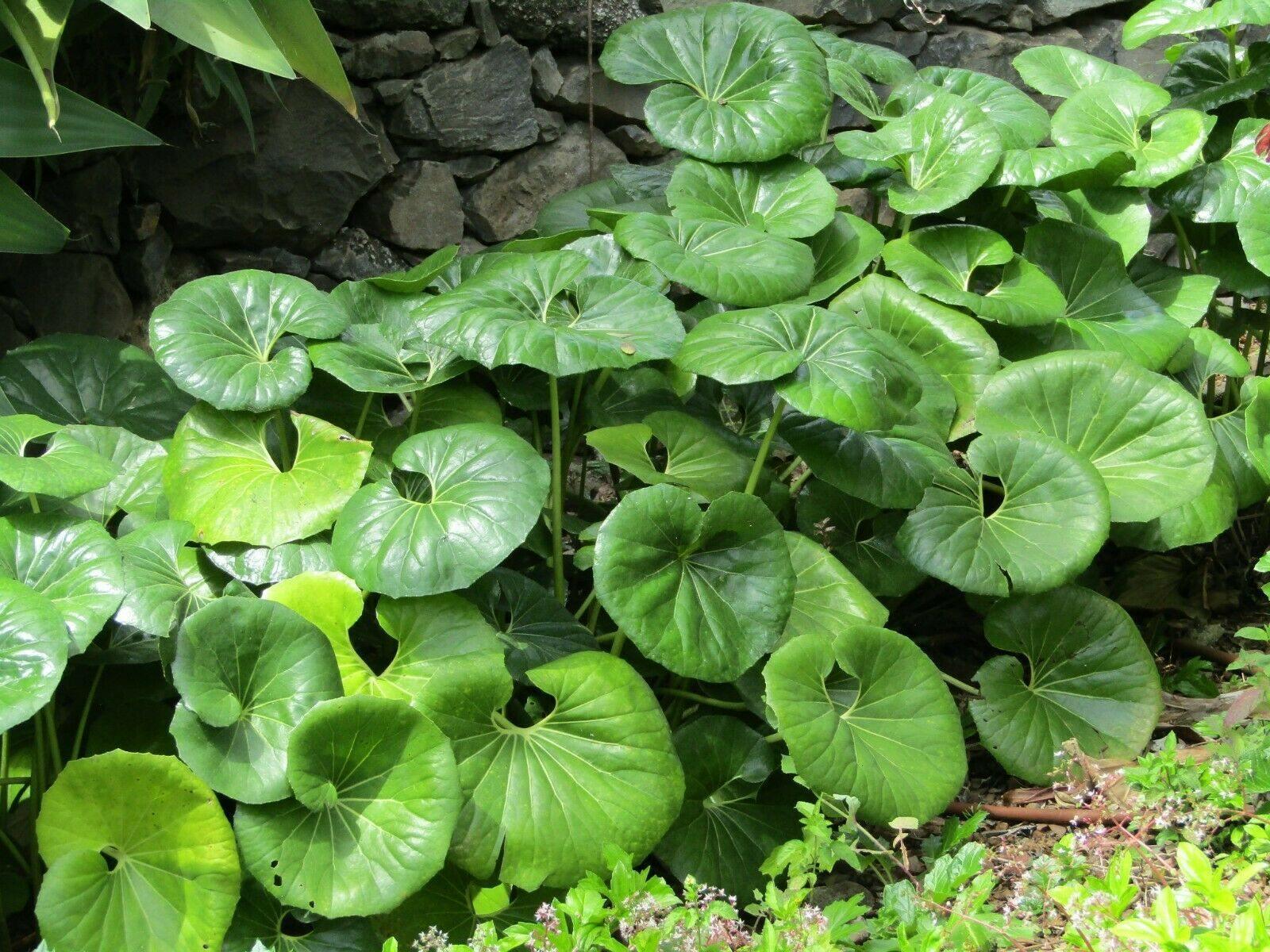leopard plant seeds 25 Giant Leopard Plant Seeds – Farfugium Japonicum Seeds