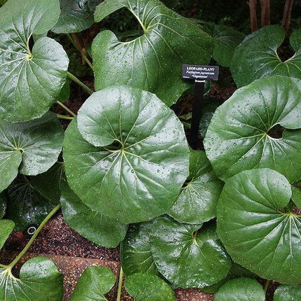 Giant Leopard Plant Seeds – 10 Farfugium Japonicum Seeds - Seed World