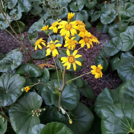 Giant Leopard Plant Seeds – 10 Farfugium Japonicum Seeds - Seed World