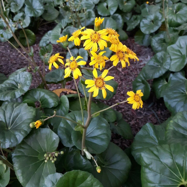 Giant Leopard Plant Seeds – 10 Farfugium Japonicum Seeds - Seed World