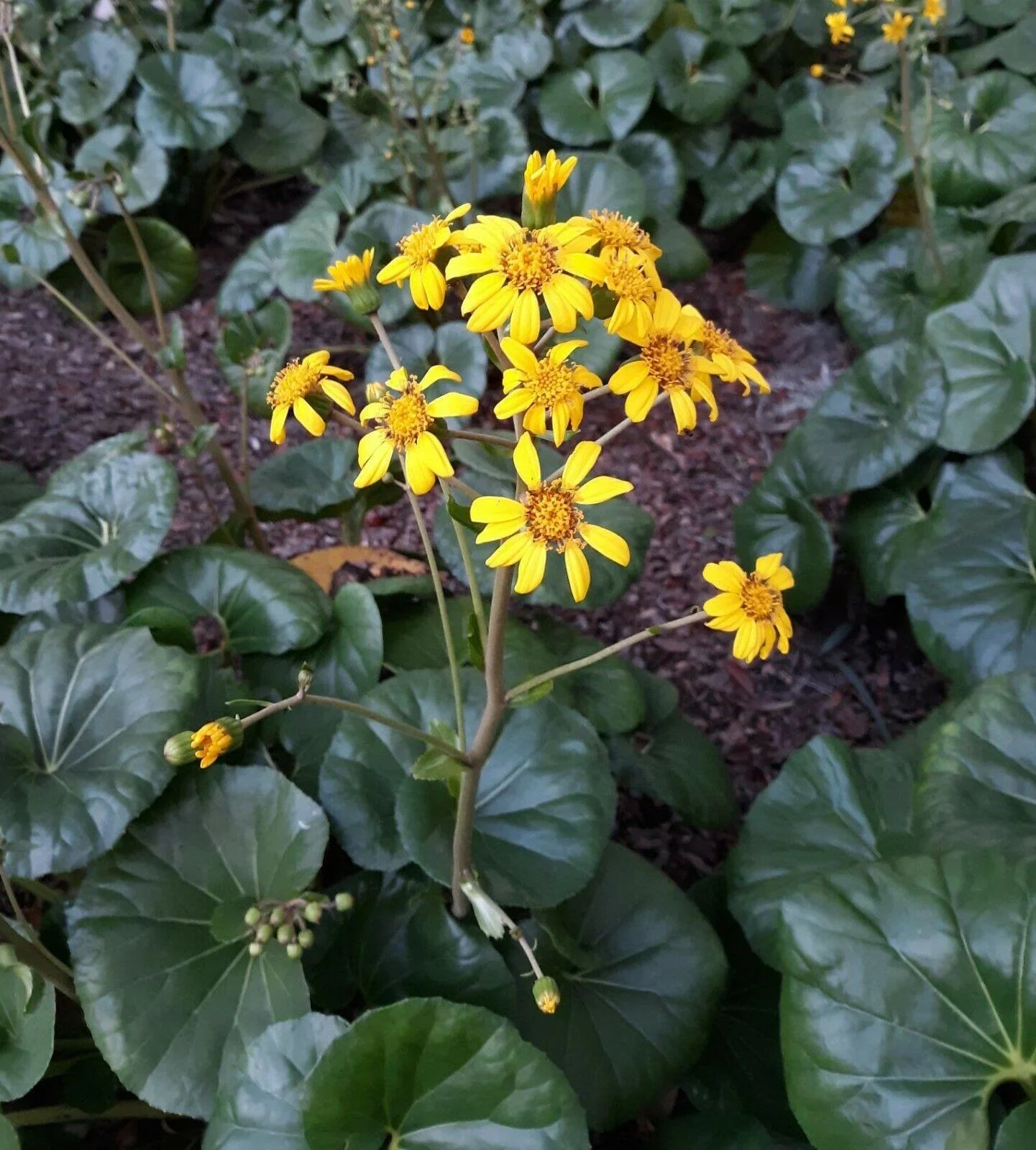 Giant Leopard Plant Seeds – 10 Farfugium Japonicum Seeds - Seed World