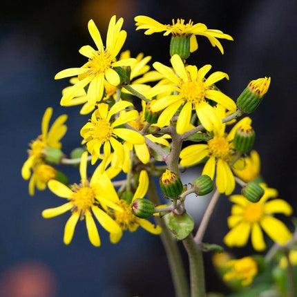 Giant Leopard Plant Seeds – 10 Farfugium Japonicum Seeds - Seed World