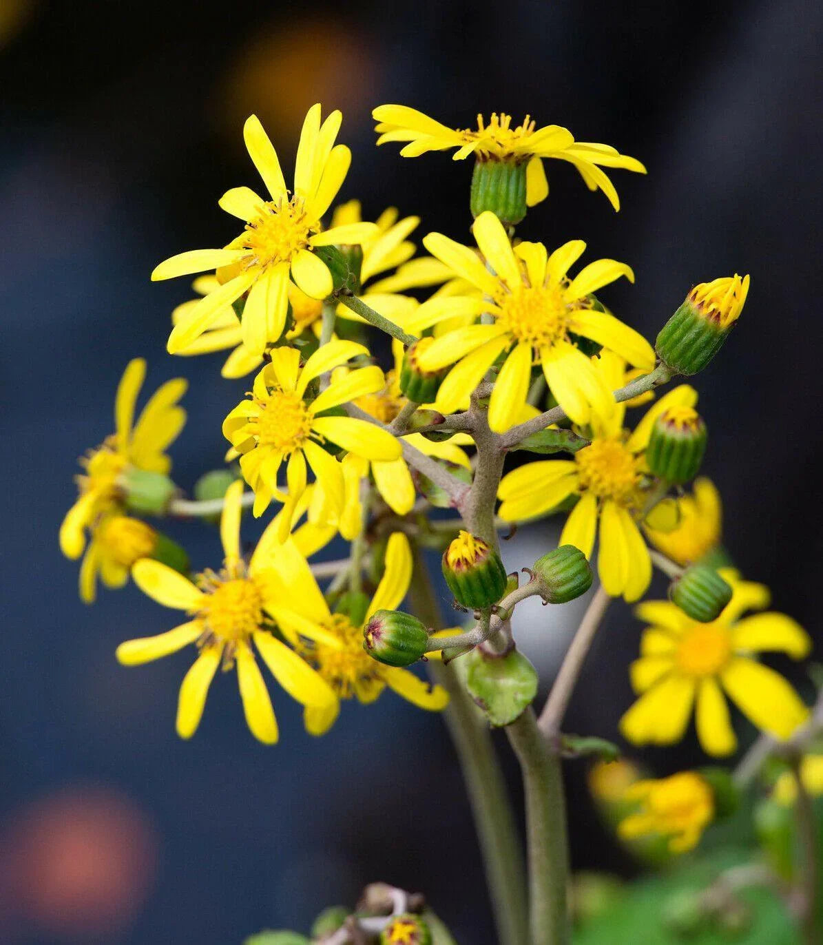 Giant Leopard Plant Seeds – 10 Farfugium Japonicum Seeds - Seed World