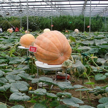 Giant Pumpkin Super Pumpkins - Seed World