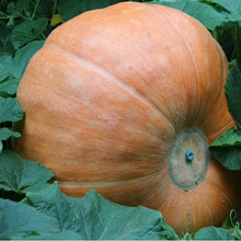 Giant Pumpkin Super Pumpkins - Seed World