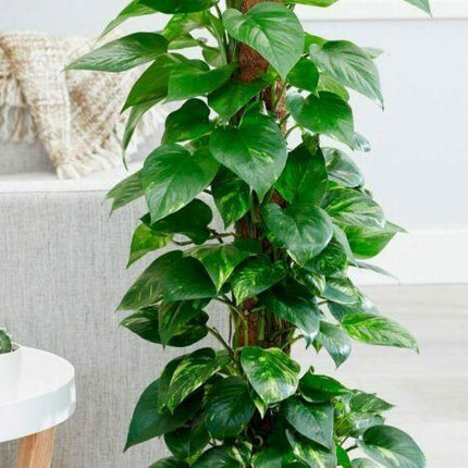 Golden Pothos (Devil's Ivy) Epipremnum Aureum - Live Plant - Seed World