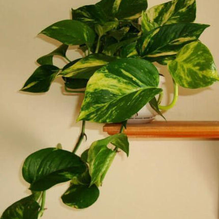Golden Pothos (Devil's Ivy) Epipremnum Aureum - Live Plant - Seed World