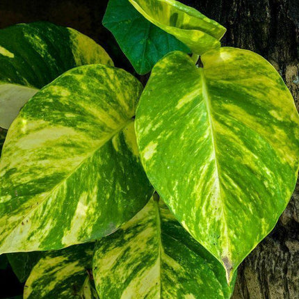 Golden Pothos (Devil's Ivy) Epipremnum Aureum - Live Plant - Seed World