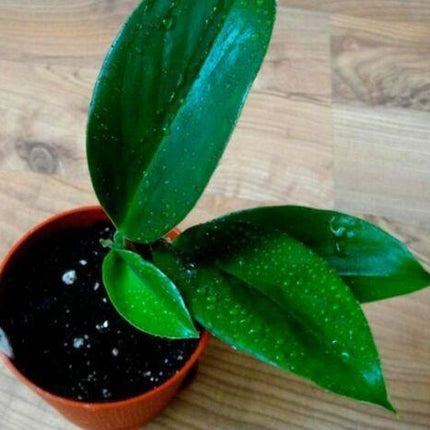 Golden Pothos (Devil's Ivy) Epipremnum Aureum - Live Plant - Seed World