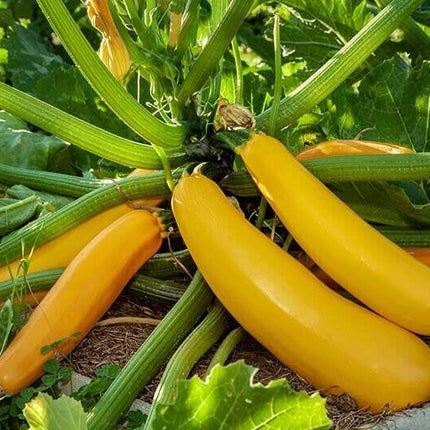 Golden Zucchini Squash Seeds - Seed World