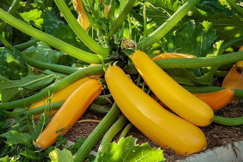 Golden Zucchini Squash Seeds - Seed World