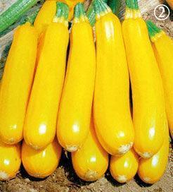Golden Zucchini Squash Seeds - Seed World
