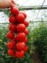 Bunch of red grape tomatoes in greenhouse setting