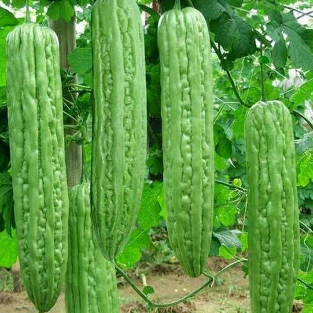 Green Skin Long Bitter Melon Seeds (Ku Gua) – Momordica charantia - Seed World