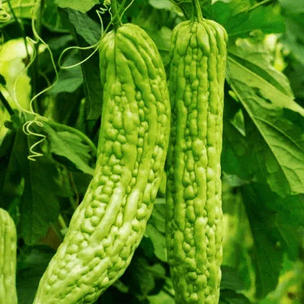Green Skin Long Bitter Melon Seeds (Ku Gua) – Momordica charantia - Seed World