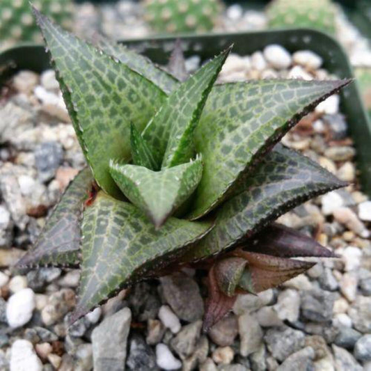 Haworthia Veneosa Tessellata Cactus Cacti Succulent Real Live Plant - Seed World
