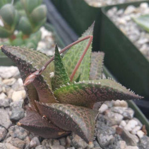 Haworthia Veneosa Tessellata Cactus Cacti Succulent Real Live Plant - Seed World