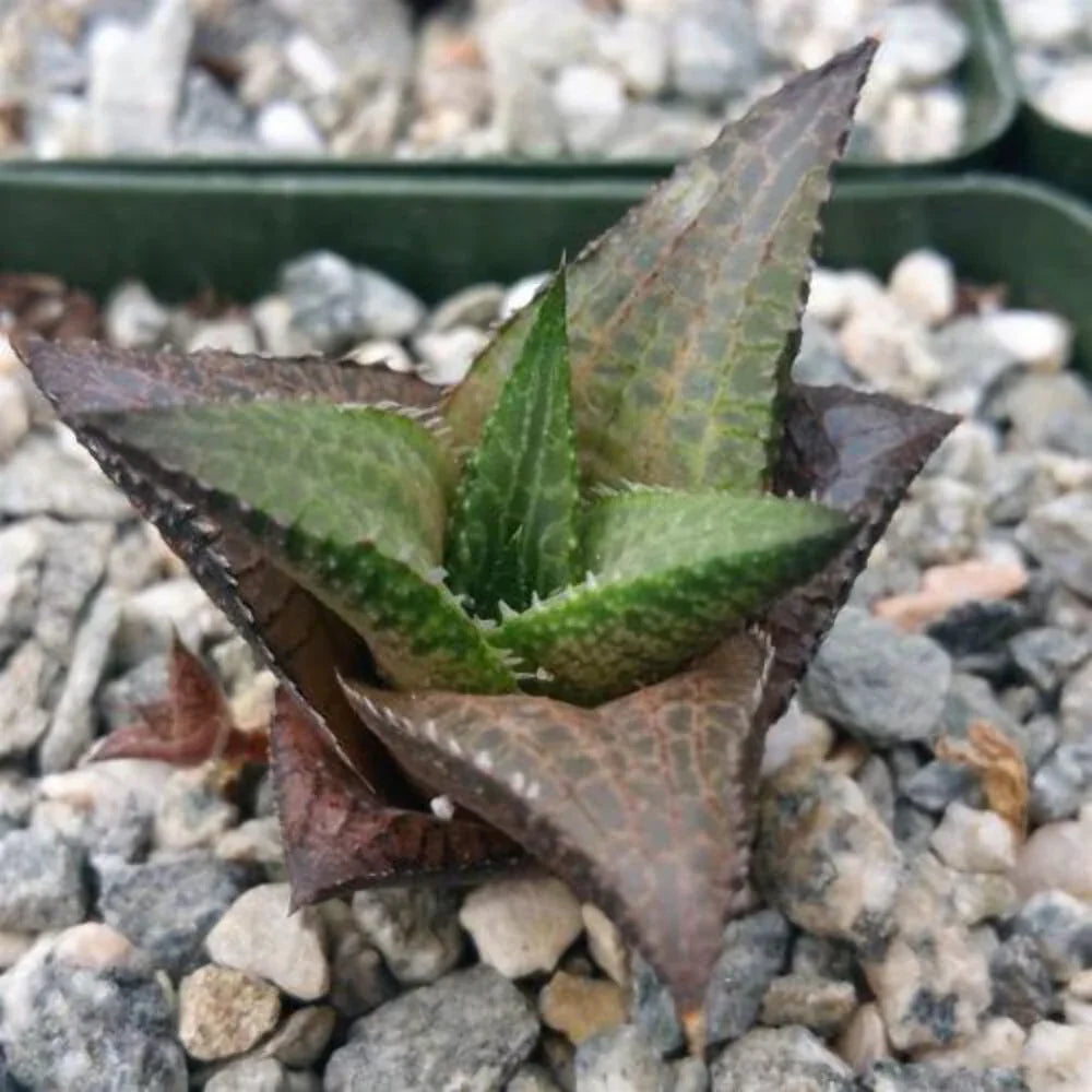 Haworthia Veneosa Tessellata Cactus Succulent Live Plant - Seed World