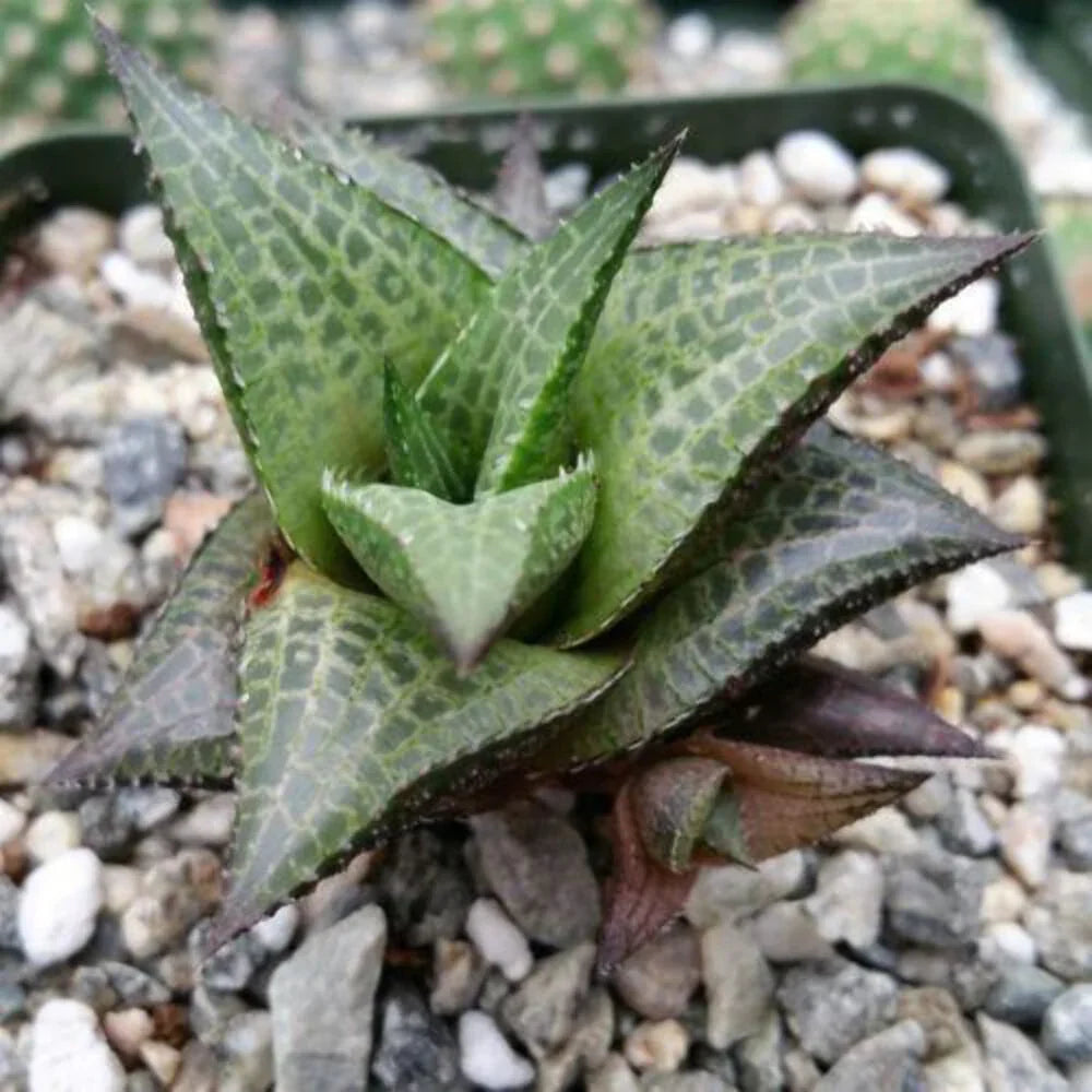 Haworthia Veneosa Tessellata Cactus Succulent Live Plant - Seed World