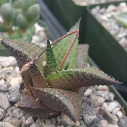 Haworthia Veneosa Tessellata Cactus Succulent Live Plant - Seed World