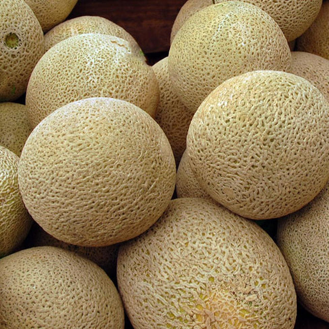 Honey Rock Cantaloupe Seeds - Seed World