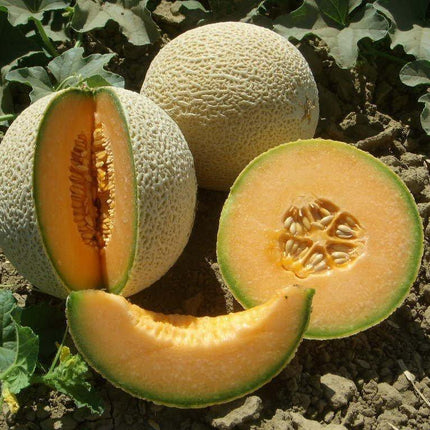 Honey Rock Cantaloupe Seeds - Seed World