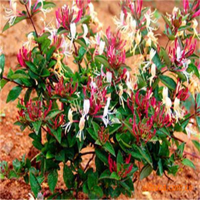 Dense honeysuckle bush with red and pink blooms