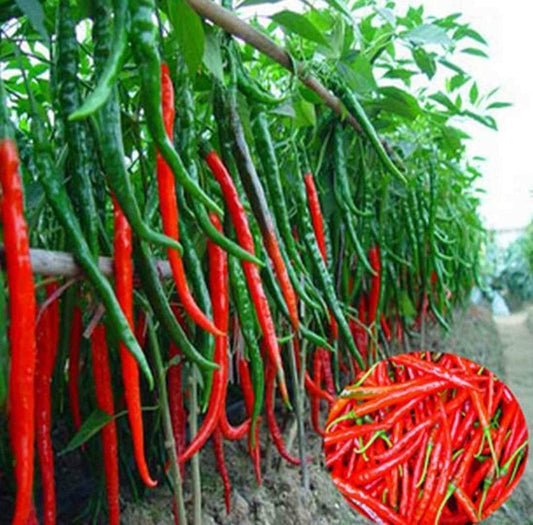 Hot Cayenne Pepper Seeds | Heirloom - Non-GMO - Seed World