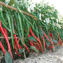Hot Cayenne Pepper Seeds | Heirloom - Non-GMO - Seed World