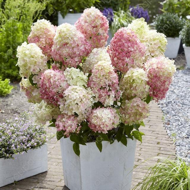 Hydrangea Paniculata Flower Seeds – Colorful Hardy Shrubs for Your Garden - Seed World